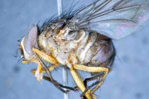  ( - TLW197)  @13 [ ] Copyright (2015) Terry Whitworth Department of Entomology, Washington State University