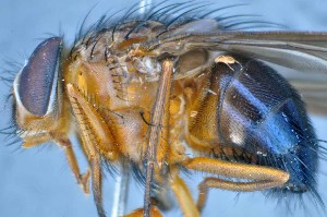  (Souzalopesiellinae - TLW262)  @11 [ ] Copyright (2015) Terry Whitworth Department of Entomology, Washington State University