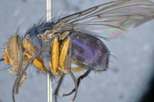  ( - TLW267)  @13 [ ] Copyright (2015) Terry Whitworth Department of Entomology, Washington State University