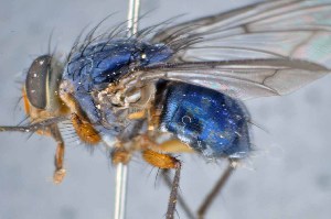 ( - TLW269)  @13 [ ] Copyright (2015) Terry Whitworth Department of Entomology, Washington State University