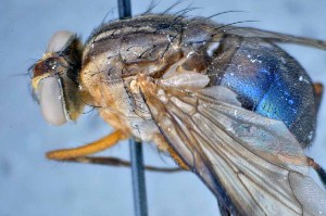  ( - TLW282)  @11 [ ] Copyright (2015) Terry Whitworth Department of Entomology, Washington State University