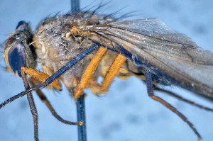  ( - TLW283)  @11 [ ] Copyright (2015) Terry Whitworth Department of Entomology, Washington State University