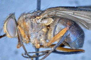  ( - TLW284)  @12 [ ] Copyright (2015) Terry Whitworth Department of Entomology, Washington State University