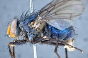  ( - TLW294)  @11 [ ] Copyright (2015) Terry Whitworth Department of Entomology, Washington State University