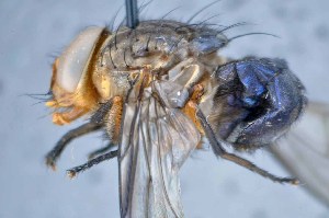  ( - TLW317)  @11 [ ] Copyright (2015) Terry Whitworth Department of Entomology, Washington State University