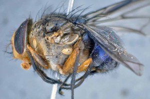  ( - TLW318)  @11 [ ] Copyright (2015) Terry Whitworth Department of Entomology, Washington State University
