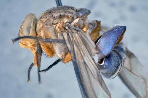  ( - TLW319)  @12 [ ] Copyright (2015) Terry Whitworth Department of Entomology, Washington State University
