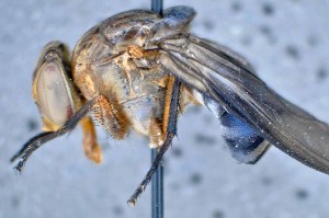  ( - TLW320)  @11 [ ] Copyright (2015) Terry Whitworth Department of Entomology, Washington State University