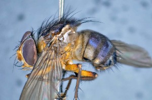  ( - TLW333)  @11 [ ] Copyright (2015) Terry Whitworth Department of Entomology, Washington State University
