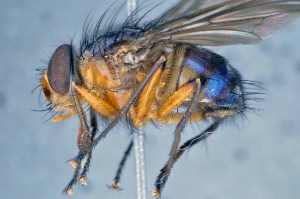 ( - TLW335)  @11 [ ] Copyright (2015) Terry Whitworth Department of Entomology, Washington State University
