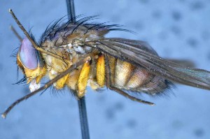  ( - TLW336)  @12 [ ] Copyright (2015) Terry Whitworth Department of Entomology, Washington State University