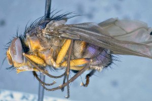  ( - TLW337)  @11 [ ] Copyright (2015) Terry Whitworth Department of Entomology, Washington State University