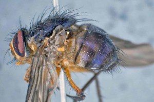  ( - TLW343)  @11 [ ] Copyright (2015) Terry Whitworth Department of Entomology, Washington State University
