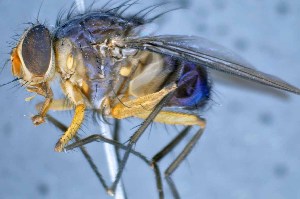  ( - TLW344)  @13 [ ] Copyright (2015) Terry Whitworth Department of Entomology, Washington State University