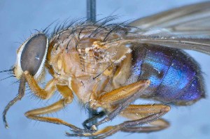  ( - TLW349)  @13 [ ] Copyright (2015) Terry Whitworth Department of Entomology, Washington State University