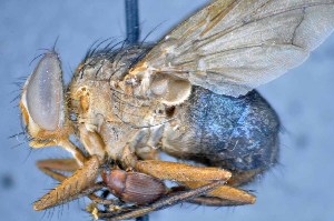  ( - TLW350)  @13 [ ] Copyright (2015) Terry Whitworth Department of Entomology, Washington State University