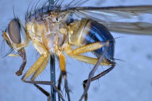  (Mesembrinella sp. 1TW - TLW358)  @11 [ ] Copyright (2015) Terry Whitworth Department of Entomology, Washington State University