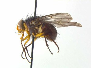  ( - TLW371)  @13 [ ] Copyright (2015) J.E. O`Hara Canadian National Collection of Insects