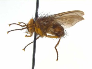  ( - TLW379)  @11 [ ] Copyright (2015) J.E. O`Hara Canadian National Collection of Insects