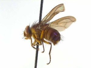  ( - TLW380)  @12 [ ] Copyright (2015) J.E. O`Hara Canadian National Collection of Insects