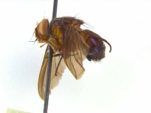  ( - TLW381)  @11 [ ] Copyright (2015) J.E. O`Hara Canadian National Collection of Insects