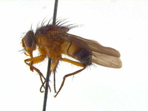  ( - TLW382)  @11 [ ] Copyright (2015) J.E. O`Hara Canadian National Collection of Insects