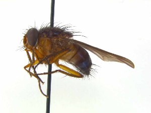  ( - TLW383)  @11 [ ] Copyright (2015) J.E. O`Hara Canadian National Collection of Insects