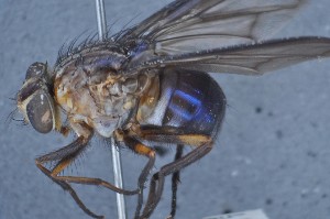  (Mesembrinella brunnipes - TLW429)  @11 [ ] Copyright (2011) Terry Whitworth Washington State University