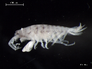 (Jassa pusilla - MT03972)  @13 [ ] CreativeCommons - Attribution Non-Commercial Share-Alike (2014) Unspecified Deutsce Zentrum fuer Marine Biodiversitaetsforschung