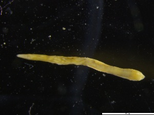  ( - BNSB0121)  @11 [ ] Unspecified (default): All Rights Reserved  Unspecified German Centre for Marine Biodiversity Research, Senckenberg am Meer