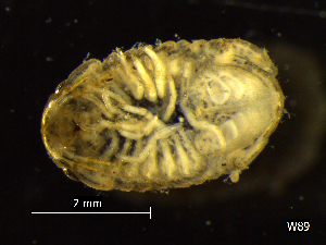  ( - BNSB0024)  @11 [ ] CreativeCommons  Attribution
Non-Commercial Share-Alike (2022) Wiebke Stamerjohanns German Centre for Marine Biodiversity Research, Senckenberg am Meer