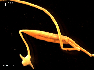  ( - MT08937)  @11 [ ] CreativeCommons - Attribution Non-Commercial Share-Alike (2014) Michael Raupach Deutsche Zentrum fuer Marine Biodiversitaetsforschung