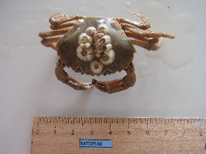  ( - MT08548)  @13 [ ] CreativeCommons - Attribution Non-Commercial Share-Alike (2014) Unspecified Deutsche Zentrum fuer Marine Biodiversitaetforschung