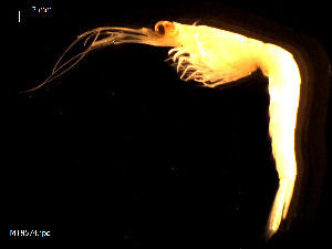 ( - MT08574)  @11 [ ] CreativeCommons - Attribution Non-Commercial Share-Alike (2014) Michael Raupach Deutsche Zentrum fuer Marine Biodiversitaetsforschung