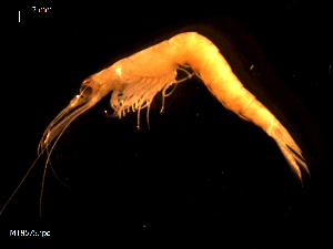  ( - MT08575)  @11 [ ] CreativeCommons - Attribution Non-Commercial Share-Alike (2014) Michael Raupach Deutsche Zentrum fuer Marine Biodiversitaetsforschung