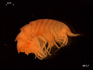  (Epimeria cornigera - MT06717)  @14 [ ] CreativeCommons - Attribution Share-Alike (2014) Michael Raupach DZMB / Senckenberg am Meer
