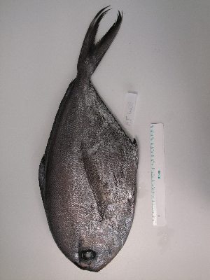  ( - MT04108)  @13 [ ] Unspecified (default): All Rights Reserved (2013) Thomas Knebelsberger Deutsches Zentrum fuer Marine Biodiversitaetsforschung