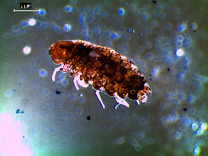  ( - MT03135)  @11 [ ] CreativeCommons - Attribution Non-Commercial Share-Alike (2014) Unspecified Deutsches Zentrum fuer Marine Biodiversitaetsforschung