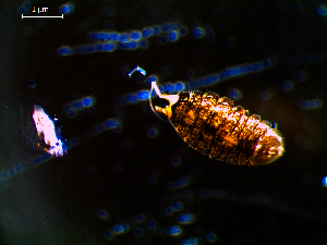  ( - MT03137)  @11 [ ] CreativeCommons - Attribution Non-Commercial Share-Alike (2014) Unspecified Deutsches Zentrum fuer Marine Biodiversitaetsforschung