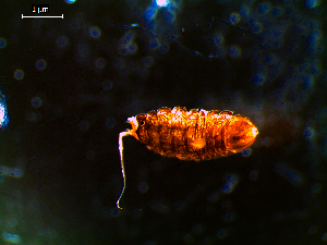  ( - MT03138)  @11 [ ] CreativeCommons - Attribution Non-Commercial Share-Alike (2014) Unspecified Deutsches Zentrum fuer Marine Biodiversitaetsforschung