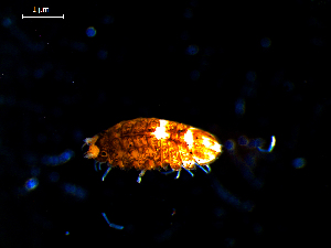  ( - MT03139)  @11 [ ] CreativeCommons - Attribution Non-Commercial Share-Alike (2014) Unspecified Deutsches Zentrum fuer Marine Biodiversitaetsforschung