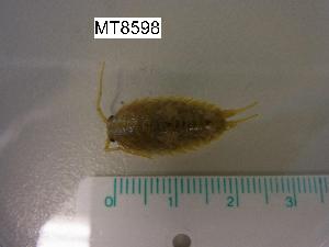  ( - MT08598)  @11 [ ] CreativeCommons - Attribution Non-Commercial Share-Alike (2014) Unspecified Deutsches Zentrum fuer Marine Biodiversitaetsforschung