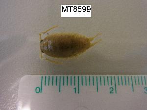  ( - MT08599)  @11 [ ] CreativeCommons - Attribution Non-Commercial Share-Alike (2014) Unspecified Deutsches Zentrum fuer Marine Biodiversitaetsforschung