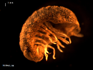  ( - MT08901)  @11 [ ] CreativeCommons - Attribution Non-Commercial Share-Alike (2014) Unspecified Deutsches Zentrum fuer Marine Biodiversitaetsforschung