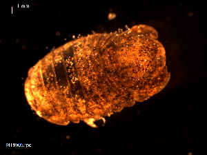  ( - MT08905)  @11 [ ] CreativeCommons - Attribution Non-Commercial Share-Alike (2014) Unspecified Deutsches Zentrum fuer Marine Biodiversitaetsforschung