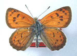  (Lycaena aoelides - CSU-CPG-LEP 1625)  @14 [ ] CreativeCommons - Attribution Share-Alike (2012) Paul A. Opler Paul and Evi Nature Photography