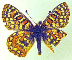  (Euphydryas editha subspecies - CSU-CPG-LEP-1697)  @14 [ ] CreativeCommons - Attribution Share-Alike (2012) Paul A. Opler Colorado State University, C.P. Gillette Museum of Arthropod Diversity