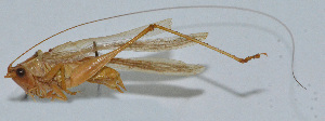  ( - Con030)  @12 [ ] CreativeCommons - Attribution (2010) Zhi-Jun Zhou Centre for Biodiversity Genomics