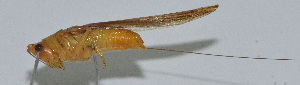 (Conocephalus longipennis - Con052)  @12 [ ] CreativeCommons - Attribution (2010) Zhi-Jun Zhou Centre for Biodiversity Genomics