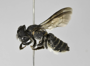  (Megachile sp. LP-5 - B1397-D05)  @15 [ ] CreativeCommons - Attribution Non-Commercial Share-Alike (2010) Packer Collection at York University York University